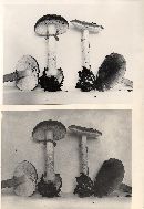 Amanita porphyria image