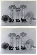 Amanita porphyria image