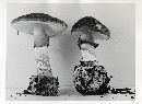 Amanita porphyria image