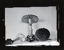 Amanita porphyria image