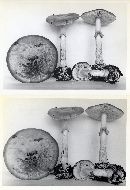 Amanita porphyria image