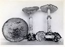 Amanita porphyria image