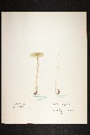 Amanita porphyria image