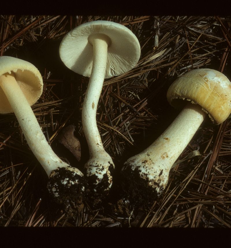 Amanita roseitincta image