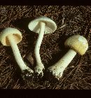 Amanita roseitincta image