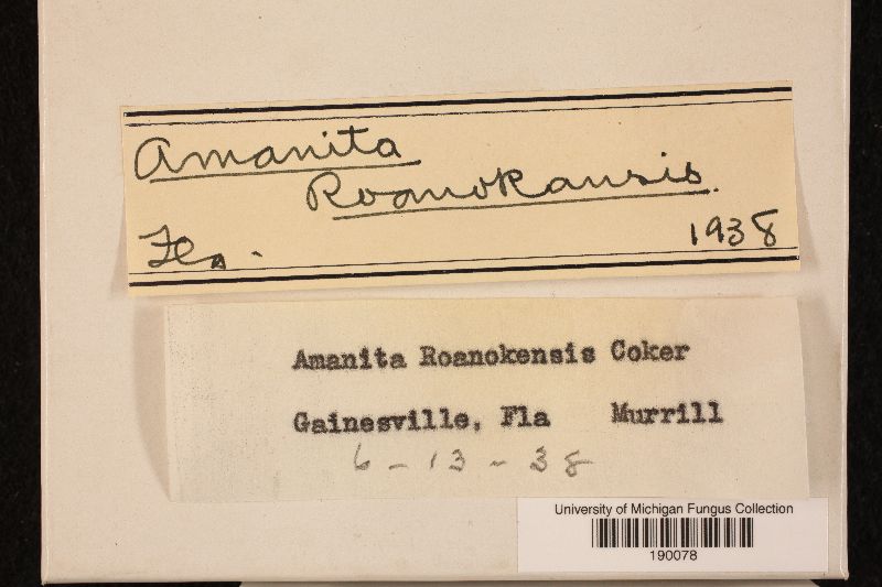 Amanita roanokensis image