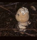 Amanita roseitincta image