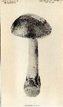 Amanita spreta image