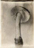 Amanita spreta image