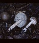 Amanita ceciliae image
