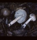 Amanita ceciliae image