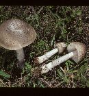 Amanita ceciliae image