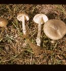 Amanita ceciliae image