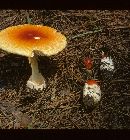 Amanita umbonata image