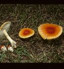 Amanita umbonata image