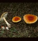 Amanita umbonata image