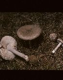 Amanita ceciliae image