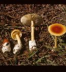 Amanita umbonata image