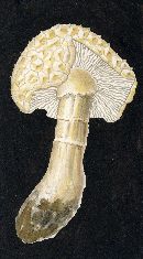 Amanita solitaria image