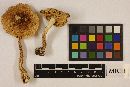 Amanita spissa image