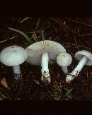 Amanita spreta image