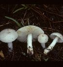 Amanita spreta image