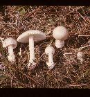 Amanita spreta image