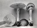 Amanita spreta image