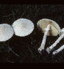 Amanita thiersii image