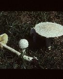 Amanita thiersii image