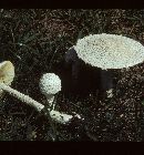 Amanita thiersii image