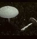 Amanita thiersii image