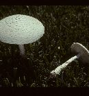 Amanita thiersii image