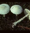 Amanita thiersii image