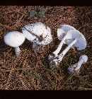 Amanita virosa image