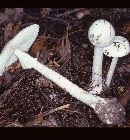 Amanita virosa image