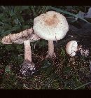 Amanita volvata image