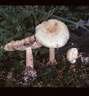 Amanita volvata image