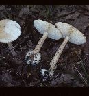 Amanita volvata image