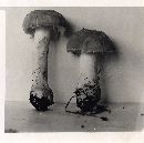 Amanita farinosa image