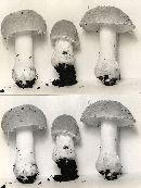 Amanita farinosa image