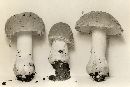 Amanita farinosa image