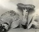 Amanita farinosa image