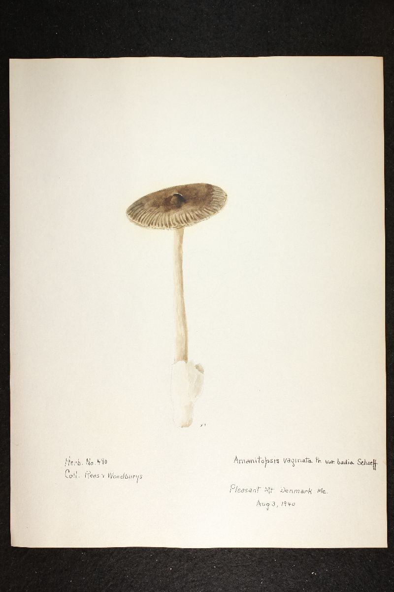 Amanitopsis vaginata var. badia image