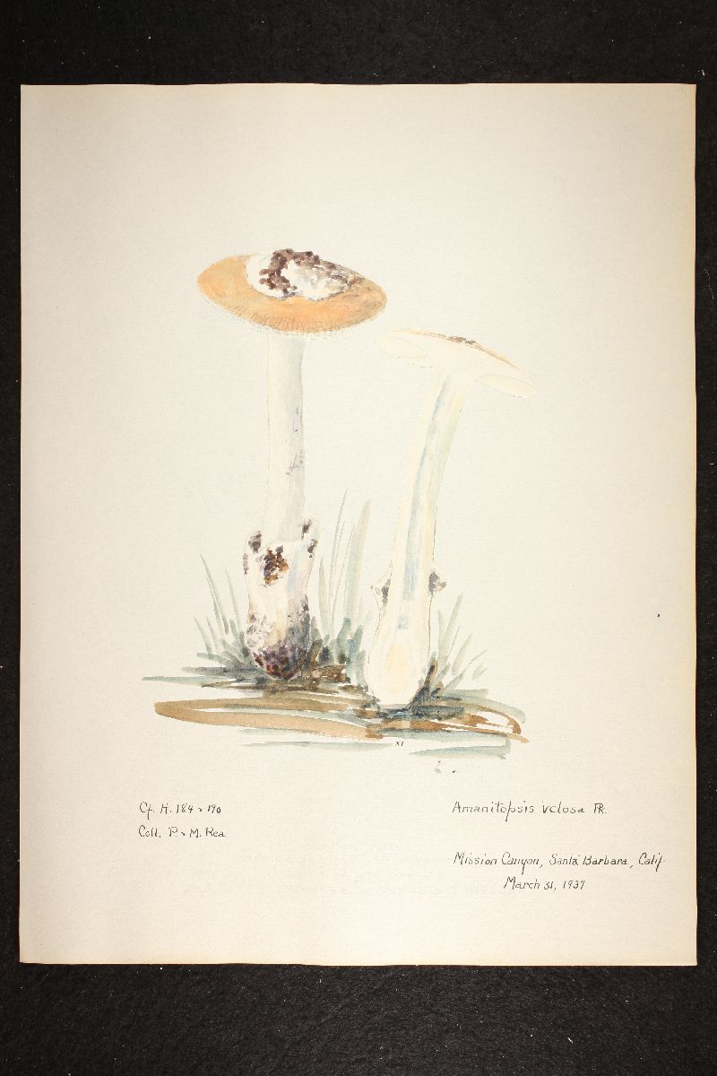 Amanitopsis velosa image