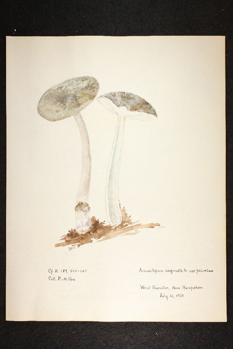Amanitopsis velosa image