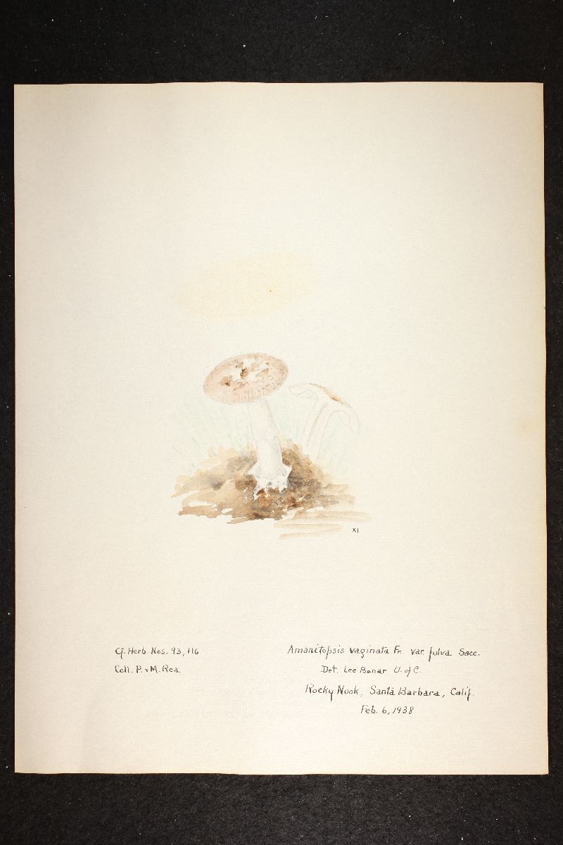 Amanitopsis velosa image