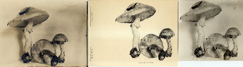 Limacella lenticularis var. fischeri image