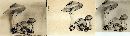 Limacella lenticularis var. fischeri image