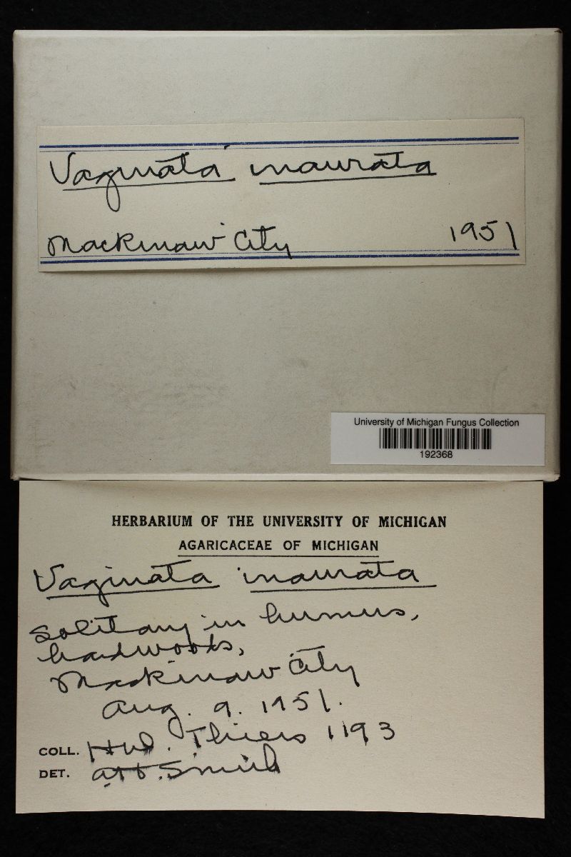 Vaginata inaurata image